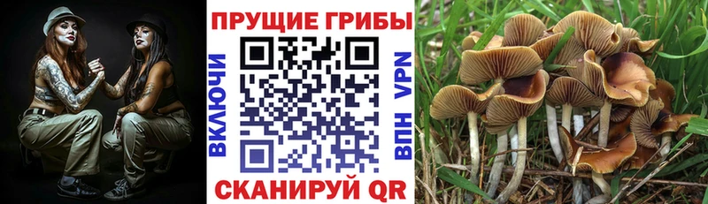 Галлюциногенные грибы GOLDEN TEACHER  ссылка на мегу ONION  Покачи 